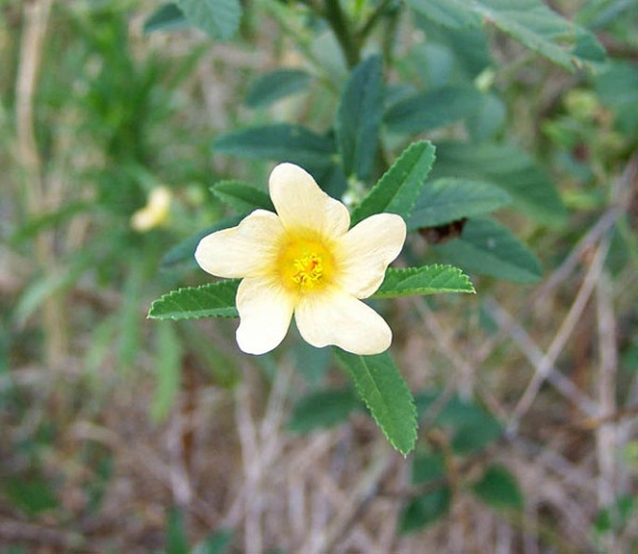 Sida rhombifolia © <a href="//commons.wikimedia.org/w/index.php?title=User:DanielCD&amp;action=edit&amp;redlink=1" class="new" title="User:DanielCD (page does not exist)">DanielCD</a>