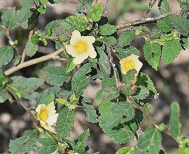 Sida spinosa &copy; <a rel="nofollow" class="external text" href="https://www.flickr.com/people/92252798@N07">Dick Culbert</a> from Gibsons, B.C., Canada