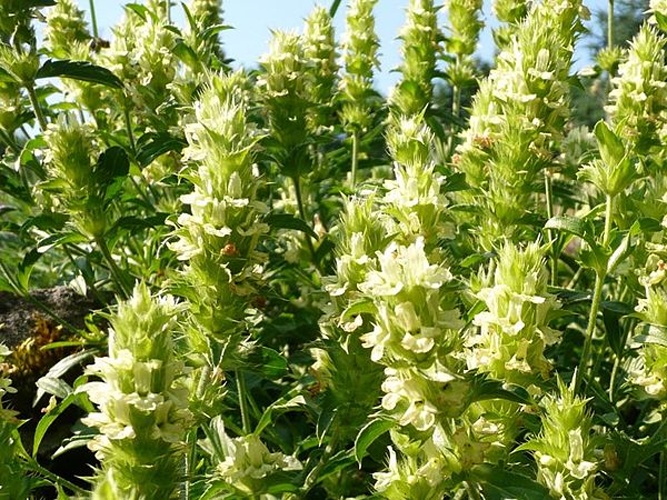 Sideritis endressii © manfred.sause@volloeko.de