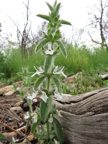 Sideritis romana © <a rel="nofollow" class="external text" href="https://www.flickr.com/people/25401497@N02">Donald Hobern</a> from Copenhagen, Denmark