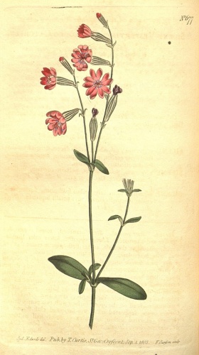 Silene bellidifolia &copy; Bentham-Moxon Trust.; Curtis, William; Curtis's botanical magazine dedications, 1827-1927 : portraits and biographical notes.; Royal Botanic Gardens, Kew.; Stanley Smith Horticultural Trust.