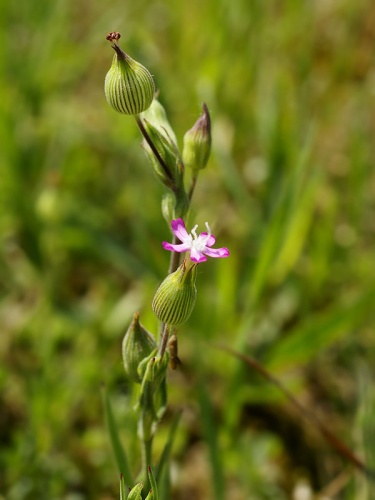 Silene conica © <a href="//commons.wikimedia.org/wiki/User:Biopics" title="User:Biopics">Hans Hillewaert</a>