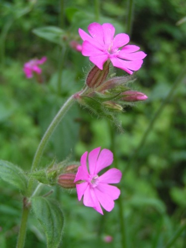 Red campion © 