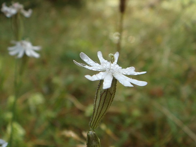 Silene italica &copy; <a href="//commons.wikimedia.org/wiki/User:Xemenendura" title="User:Xemenendura">Xemenendura</a>