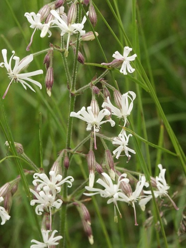 Nottingham catchfly &copy; <a href="//commons.wikimedia.org/wiki/User:BerndH" title="User:BerndH">Bernd Haynold</a>