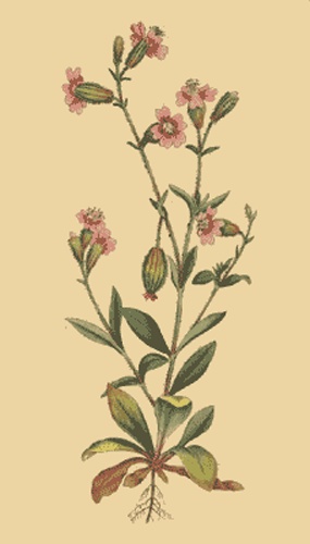 Silene pendula &copy; <a href="https://en.wikipedia.org/wiki/William_Curtis" class="extiw" title="w:William Curtis">Curtis, William</a> <i><a href="https://en.wikipedia.org/wiki/The_Botanical_Magazine" class="extiw" title="w:The Botanical Magazine">The Botanical Magazine, Vol. 4</a></i>