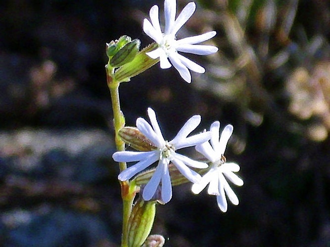 Silene portensis © <a href="//commons.wikimedia.org/wiki/User:Javier_martin" title="User:Javier martin">javier martin</a>