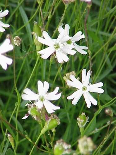 Silene saxifraga &copy; 