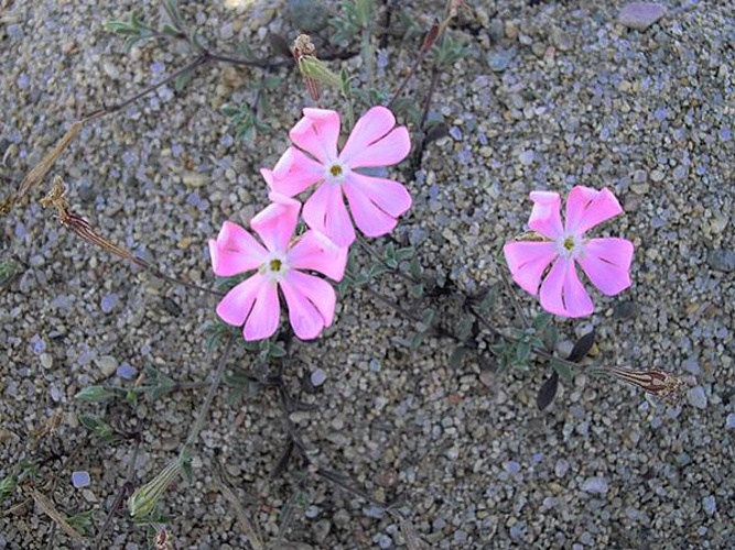 Silene sericea &copy; <a href="//commons.wikimedia.org/wiki/Ghislain118" class="mw-redirect" title="Ghislain118">Ghislain118</a>  <a rel="nofollow" class="external free" href="http://www.fleurs-des-montagnes.net">http://www.fleurs-des-montagnes.net</a>