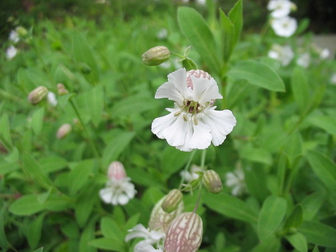 Sea Campion &copy; <a href="//commons.wikimedia.org/wiki/User:Ixitixel" title="User:Ixitixel">Ixitixel</a>