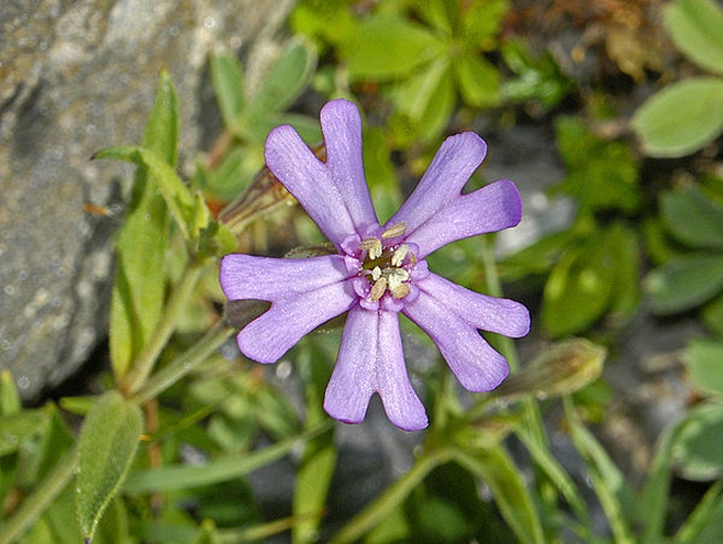 Silene vallesia © <a href="//commons.wikimedia.org/wiki/User:Hectonichus" title="User:Hectonichus">Hectonichus</a>