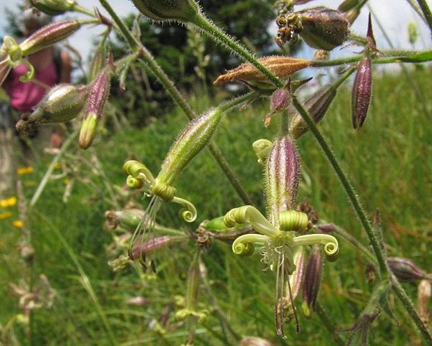 Silene viridiflora &copy; Boris Gaberšček