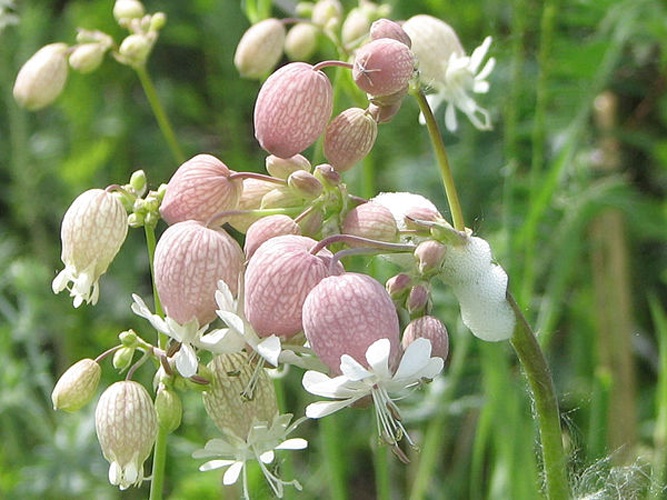 Bladder campion &copy; <a href="//commons.wikimedia.org/wiki/User:Dger" title="User:Dger">D. Gordon E. Robertson</a>