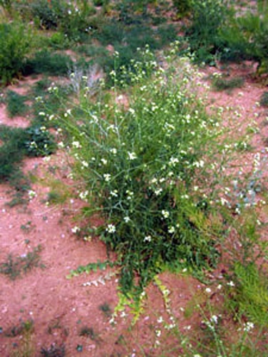 Sisymbrium altissimum © Lee Ferguson