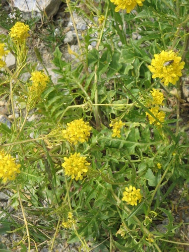 Sisymbrium austriacum © <a href="//commons.wikimedia.org/wiki/User:Meneerke_bloem" title="User:Meneerke bloem">Meneerke bloem</a>