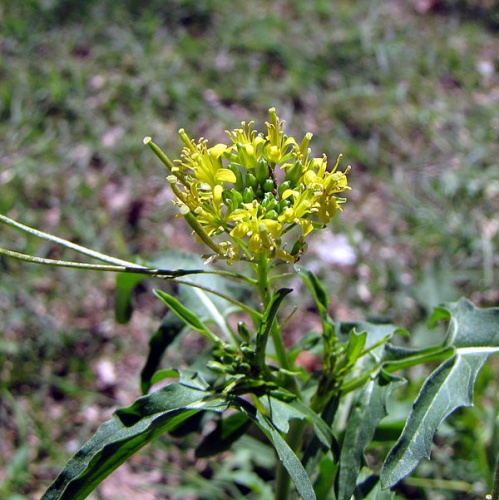 Sisymbrium irio © <a href="//commons.wikimedia.org/wiki/User:ZooFari" class="mw-redirect" title="User:ZooFari">ZooFari</a>