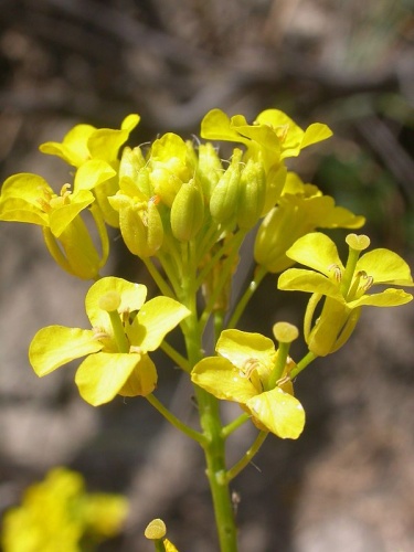 Sisymbrium loeselii © <a rel="nofollow" class="external text" href="https://www.flickr.com/photos/plant_diversity/">Matt Lavin</a>