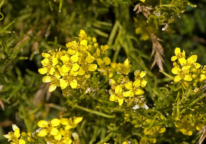 Sisymbrium orientale © 