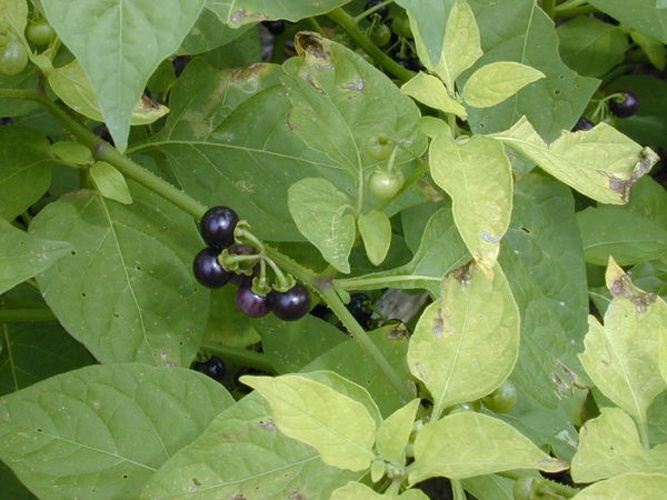 Solanum americanum © <a rel="nofollow" class="external text" href="http://www.hear.org/starr/">Forest &amp; Kim Starr</a>