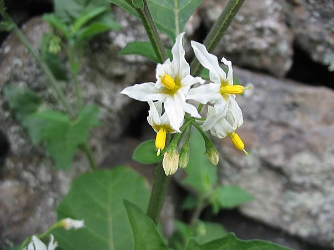 Solanum chenopodioides © <a href="//commons.wikimedia.org/wiki/User:Ixitixel" title="User:Ixitixel">Ixitixel</a>