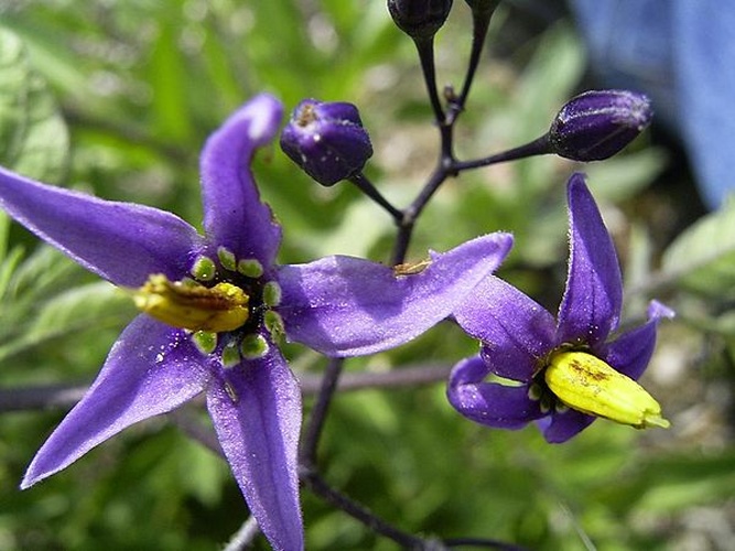 Solanum dulcamara &copy; <a href="https://nl.wikipedia.org/wiki/User:TeunSpaans" class="extiw" title="nl:User:TeunSpaans">TeunSpaans</a> at <a class="external text" href="http://nl.wikipedia.org">nl.wikipedia</a>