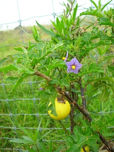 Solanum linnaeanum © <a rel="nofollow" class="external text" href="http://www.hear.org/starr/">Forest &amp; Kim Starr</a>