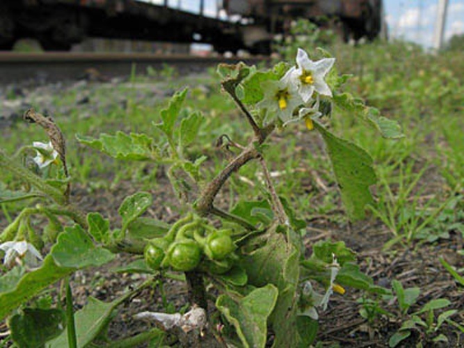 Solanum physalifolium © Quentin Groom