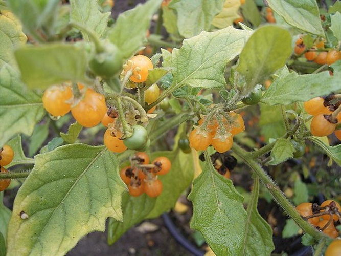 Solanum villosum © No machine-readable author provided. <a href="//commons.wikimedia.org/wiki/User:TeunSpaans" title="User:TeunSpaans">TeunSpaans</a> assumed (based on copyright claims).