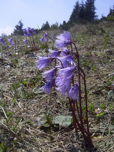 Soldanella alpina © No machine-readable author provided. <a href="//commons.wikimedia.org/wiki/User:Denis_Barthel" title="User:Denis Barthel">Denis Barthel</a> assumed (based on copyright claims).