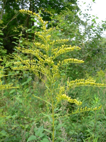 Solidago canadensis © 