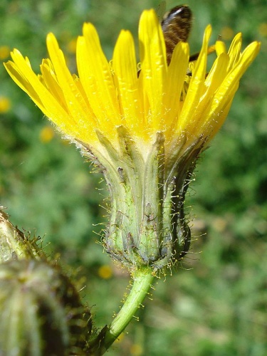 Sonchus arvensis © <a href="//commons.wikimedia.org/wiki/User:Fornax" title="User:Fornax">Fornax</a>