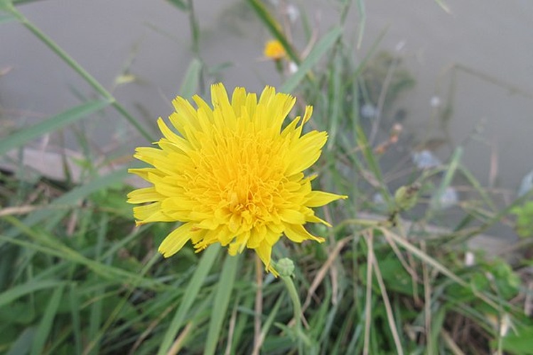 Sonchus maritimus © <a href="//commons.wikimedia.org/wiki/User:Jean.claude" title="User:Jean.claude">Jean.claude</a>