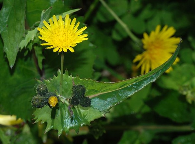 Sonchus oleraceus © <a href="//commons.wikimedia.org/wiki/User:Alvesgaspar" title="User:Alvesgaspar">Alvesgaspar</a>