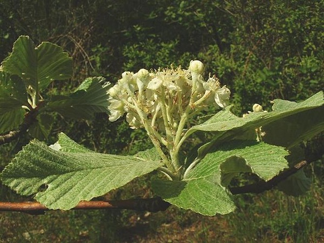 Sorbus aria © J.F. Gaffard <a href="https://fr.wikipedia.org/wiki/User:Jeffdelonge" class="extiw" title="fr:User:Jeffdelonge">Jeffdelonge</a> at <a class="external text" href="http://fr.wikipedia.org">fr.wikipedia</a>