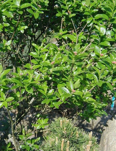 Sorbus chamaemespilus &copy; No machine-readable author provided. <a href="//commons.wikimedia.org/wiki/User:Sten" title="User:Sten">Sten</a> assumed (based on copyright claims).