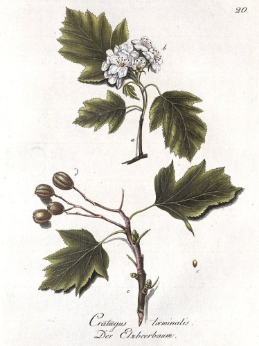 Sorbus torminalis © Johann Daniel Reitter; Gottlieb Friedrich Abel