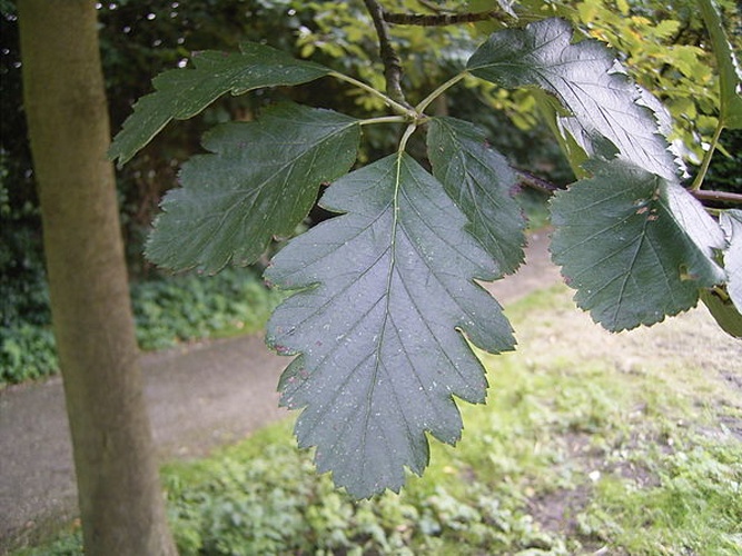 Sorbus intermedia © 