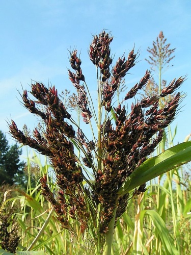 Sorghum bicolor © No machine-readable author provided. <a href="//commons.wikimedia.org/wiki/User:Pethan" title="User:Pethan">Pethan</a> assumed (based on copyright claims).