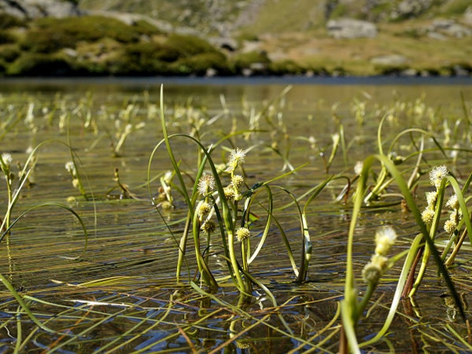 Sparganium angustifolium © <div class="fn value">
Hans Hillewaert</div>