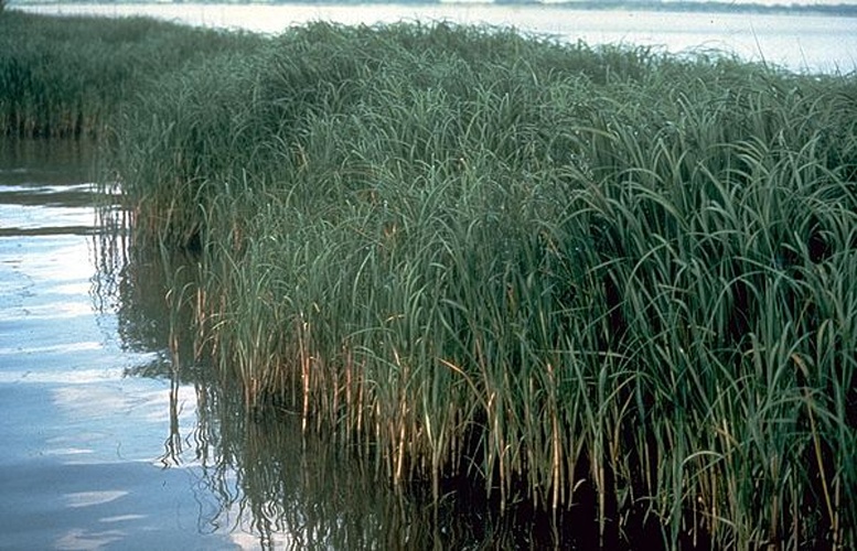 Spartina alterniflora © 