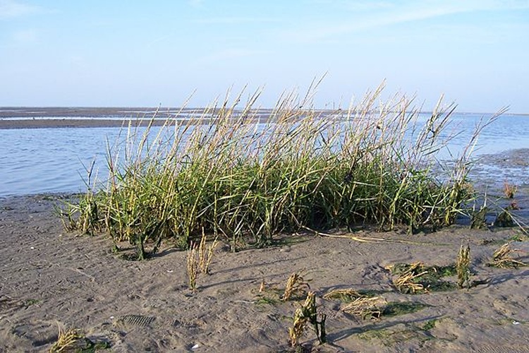Spartina anglica &copy; <a href="https://de.wikipedia.org/wiki/Benutzer:Godewind" class="extiw" title="de:Benutzer:Godewind">Jürgen Howaldt</a>