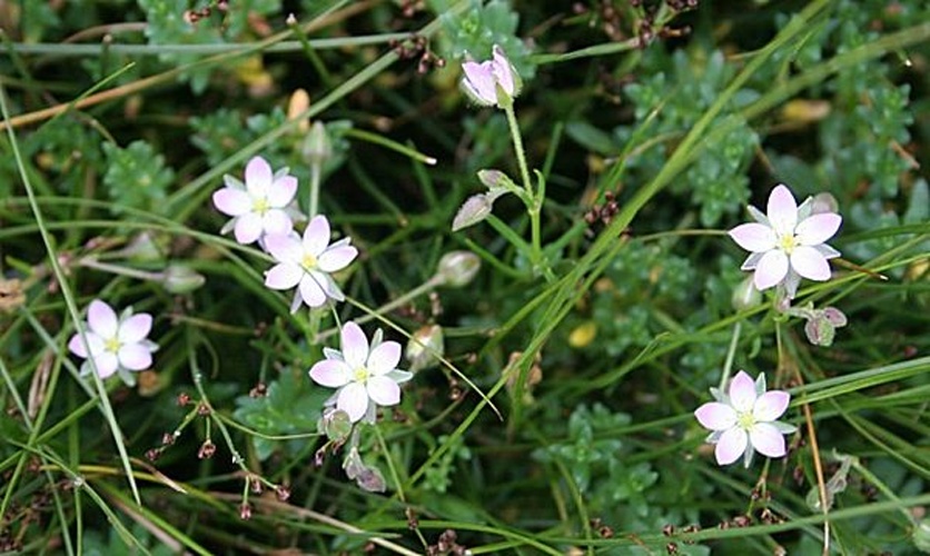 Spergularia marina © <a rel="nofollow" class="external text" href="https://www.geograph.org.uk/profile/139">Anne Burgess</a>