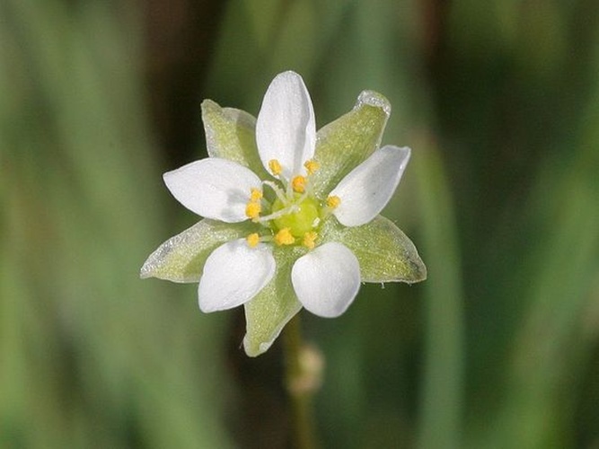 Spergula morisonii © Kristian Peters -- <a href="//commons.wikimedia.org/wiki/User:Fabelfroh" title="User:Fabelfroh">Fabelfroh</a> 07:28, 23 June 2007 (UTC)