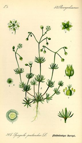Spergula pentandra &copy; 