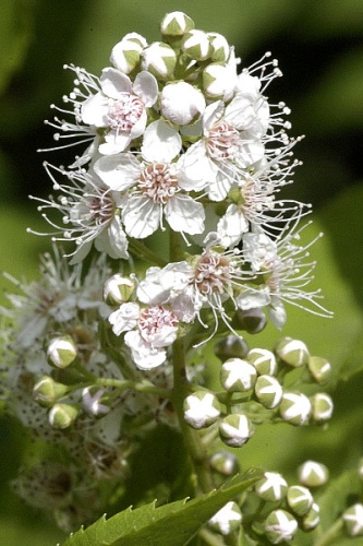Spiraea alba &copy; James K. Lindsey