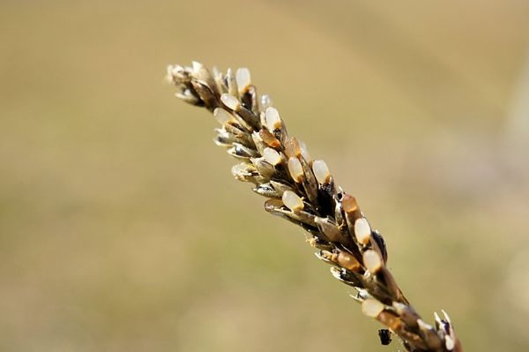 Sporobolus africanus © <a rel="nofollow" class="external text" href="https://www.flickr.com/people/73840284@N04">Harry Rose</a> from South West Rocks, Australia