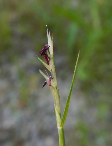 Sporobolus vaginiflorus © <a href="//commons.wikimedia.org/w/index.php?title=User:CJChapm&amp;action=edit&amp;redlink=1" class="new" title="User:CJChapm (page does not exist)">CJChapm</a>