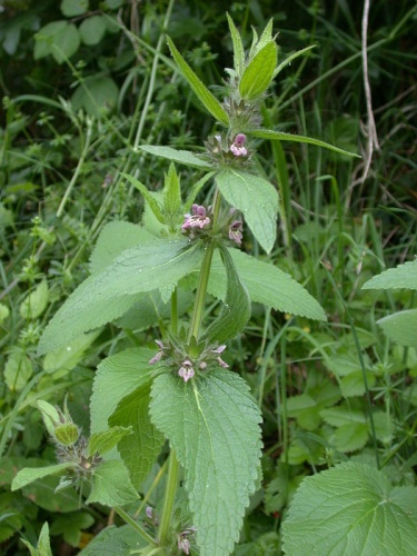 Stachys alpina &copy; <a href="//commons.wikimedia.org/wiki/User:Pichard" title="User:Pichard">Olivier Pichard</a>