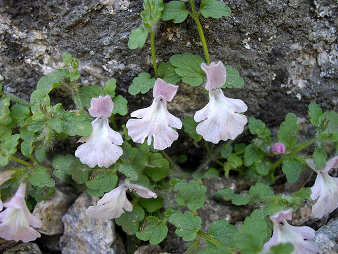 Stachys corsica © <a href="//commons.wikimedia.org/wiki/Ghislain118" class="mw-redirect" title="Ghislain118">Ghislain118</a>  <a rel="nofollow" class="external free" href="http://www.fleurs-des-montagnes.net">http://www.fleurs-des-montagnes.net</a>