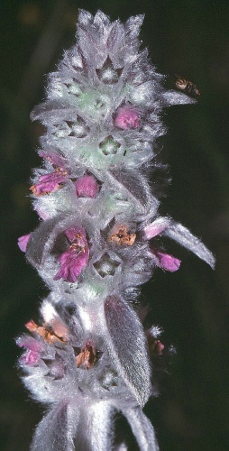 Stachys germanica © <a href="https://en.wikipedia.org/wiki/de:User:Fornax" class="extiw" title="w:de:User:Fornax">Fornax</a> at <a href="https://en.wikipedia.org/wiki/de:" class="extiw" title="w:de:">German Wikipedia</a>